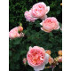 Троянда англійська Абрахам Дербі (Abraham Darby)