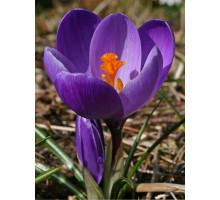 Крокус Flower Record