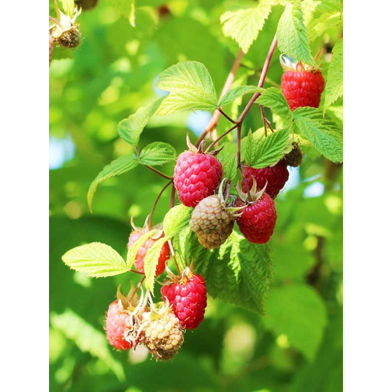 Саджанець малини Глен Емпл середньостигла червона