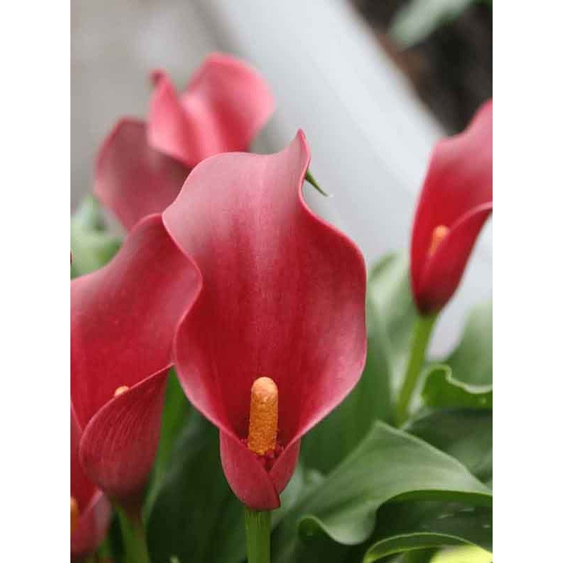 Кала Allure 12/14 (1 шт)