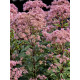 Посконник пятнистый Атропурпуреум (Atropurpureum) С2