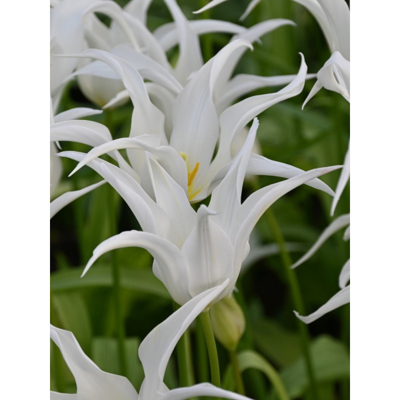 Тюльпан White Star лілієцвітний