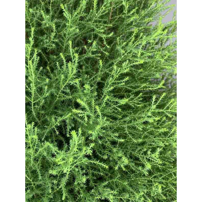 Кипарисовик Goldcrest Wilma 11/25-35 см