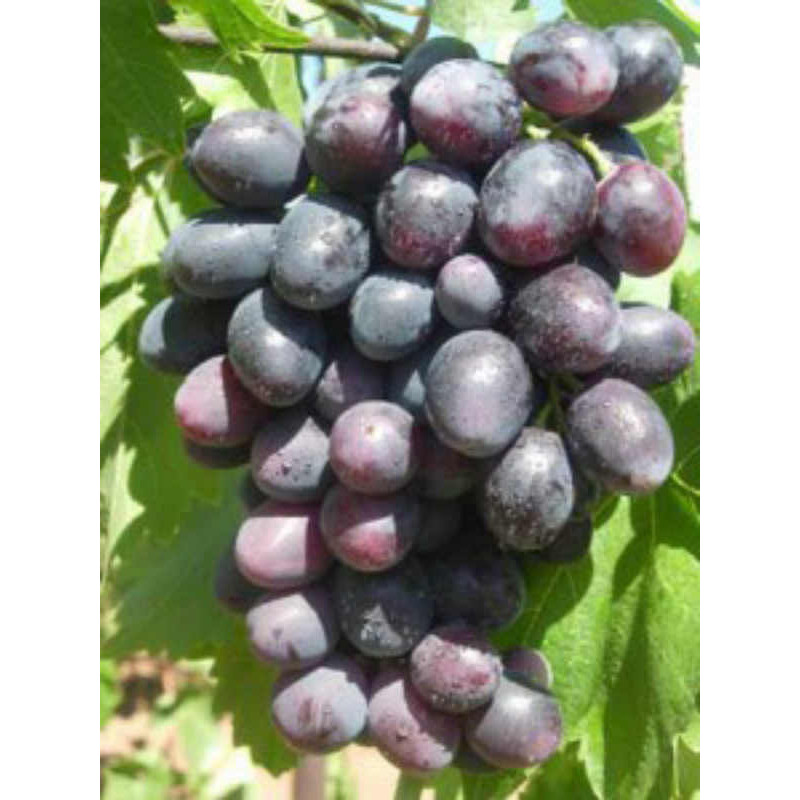 Виноград Велика среднеранний