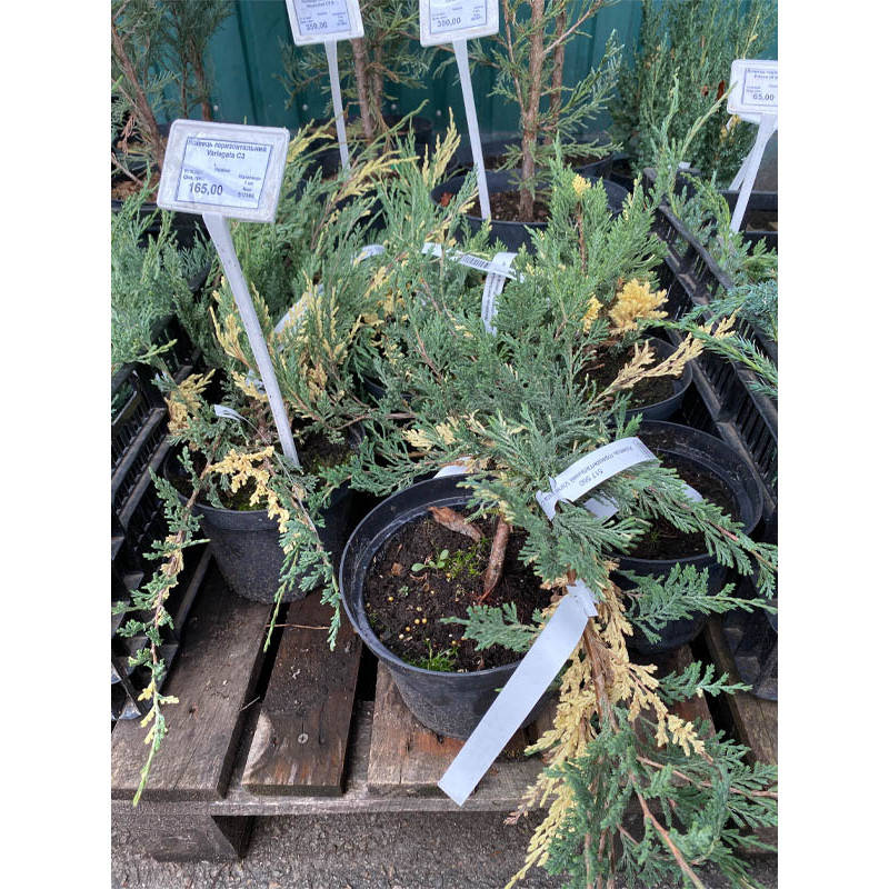 Можжевельник горизонтальный Вариегата (Variegata) С3