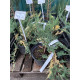Можжевельник горизонтальный Вариегата (Variegata) С3