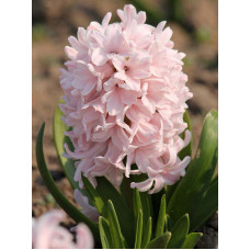 Гіацинт China Pink (Чайна Пінк)