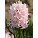 Гіацинт China Pink (Чайна Пінк)
