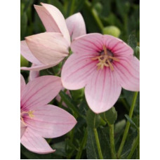 Платикодон Fuji Pink Широкодзвіночок (1 шт)
