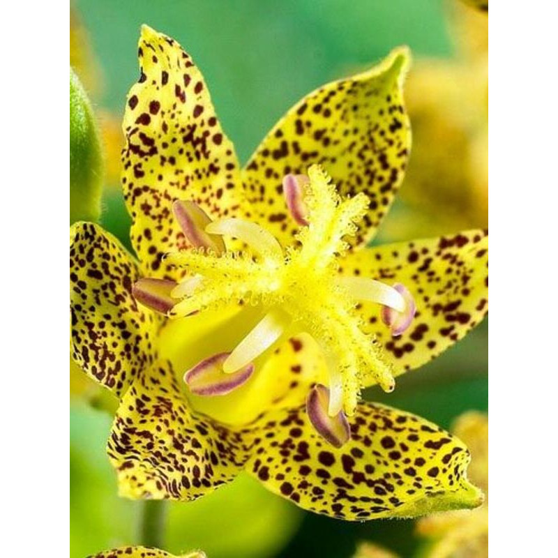 Трициртіс Yellow (Йеллоу)