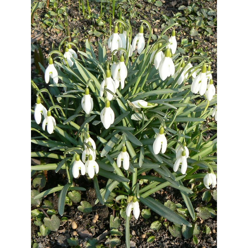 Пролісок (Галантус) 4/5 (5 шт)