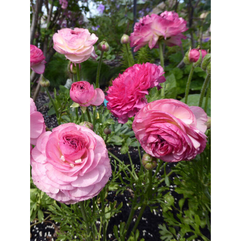 Лютик Aviv Picotee roze 6/7