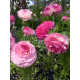 Лютик Aviv Picotee roze 6/7
