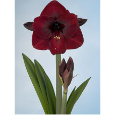 Гипеаструм Dark Red Простой 24/26