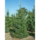 Ель сербская С3 (30-35 см)