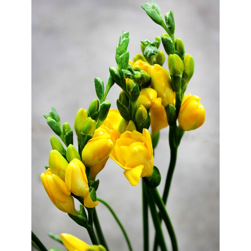 Фрезія Yellow повна 5+