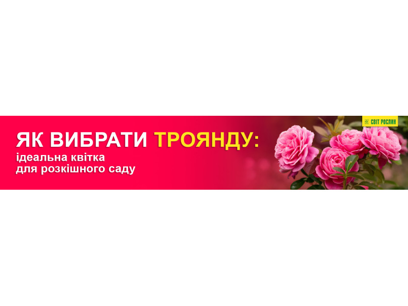 Як вибрати троянду: ідеальна квітка для розкішного саду