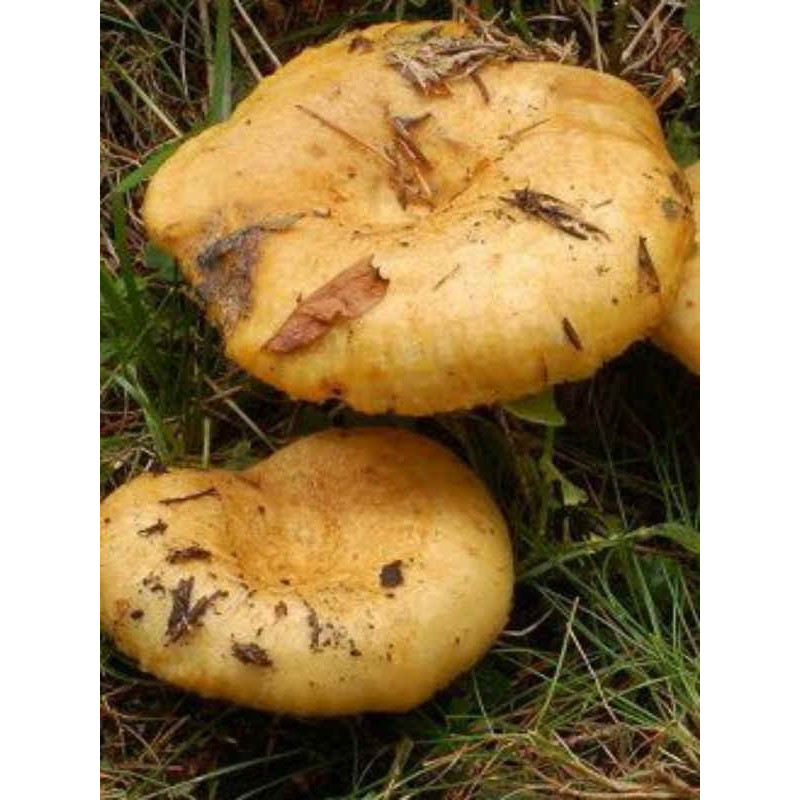 Міцелій Груздь жовтий