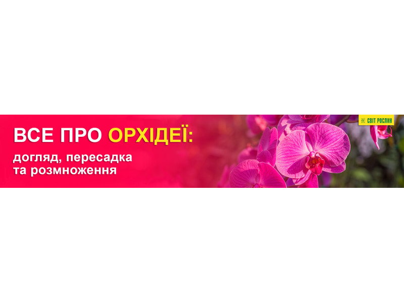 Все про орхідеї: догляд, пересадка та розмноження