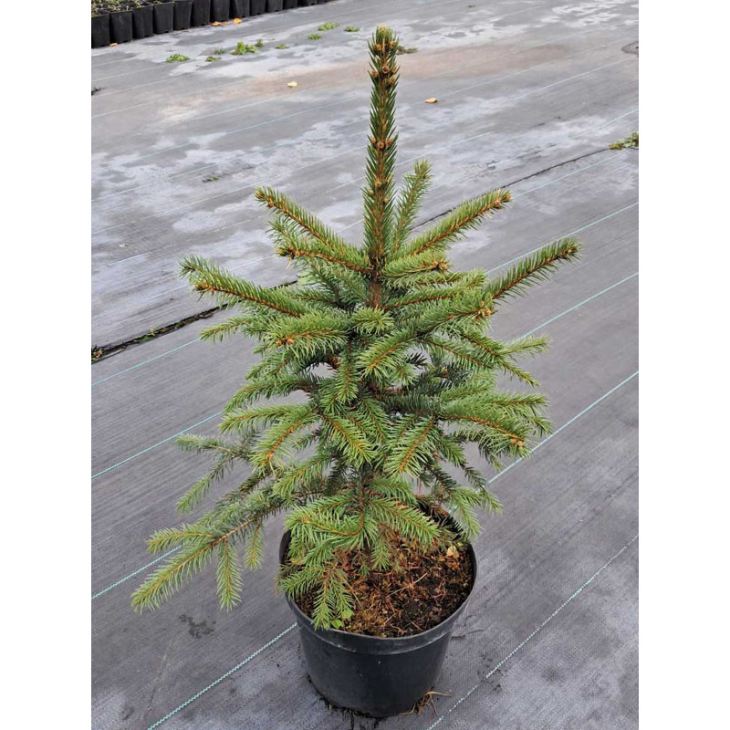 Ель колючая (Picea pungens Glauca) С7, 5 (0,8-1 м)