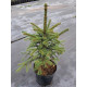 Ель колючая (Picea pungens Glauca) С7, 5 (0,8-1 м)