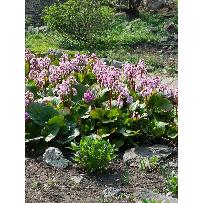 Бадан (Бергенія) Cordifolia