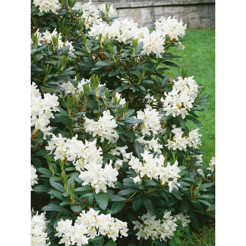 Рододендрон Каннінгемс Уайт (Cunningham`s White) С3