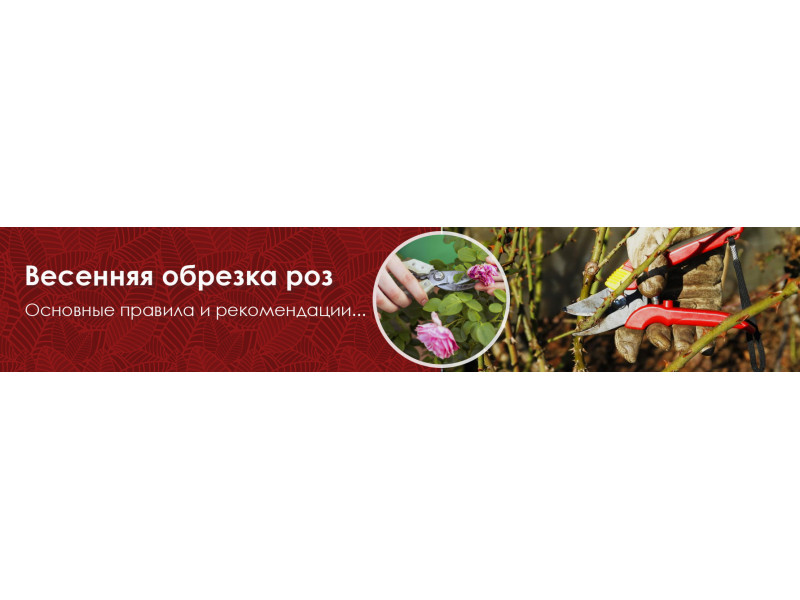 Як обрізати троянди навесні
