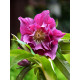 Хелеборус Double Hybrids Pink Promise