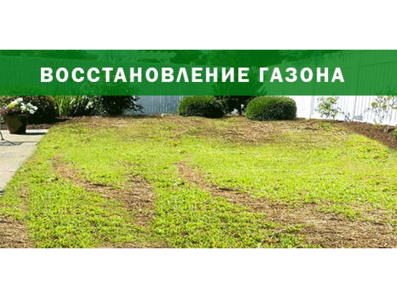 Відновлення газону