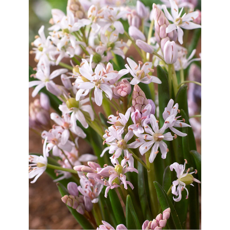 Пролісок Rosea 5+ (3 шт)