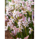 Пролісок Rosea 5+ (3 шт)