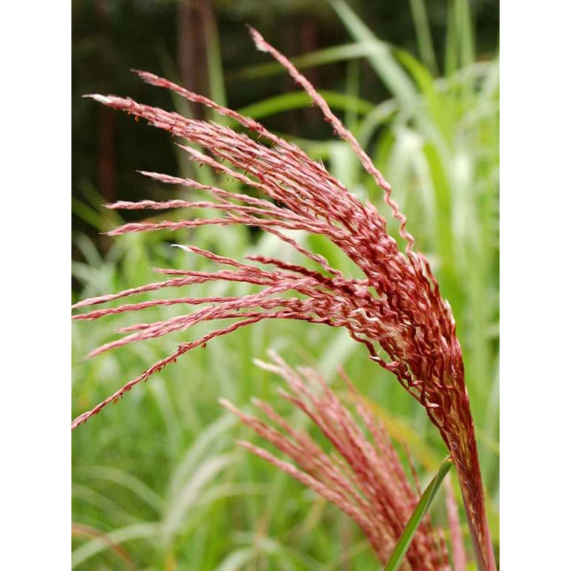 Міскантус Maleparthus