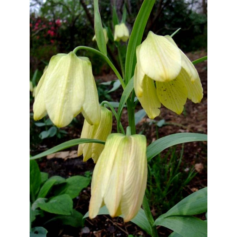 Рябчик Pallidiflorai 10/+