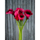 Калла Bordeaux Red