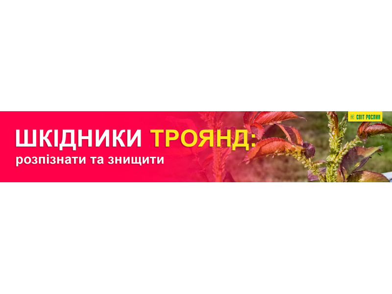 Шкідники троянд: розпізнати та знищити