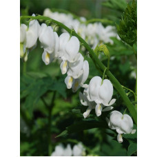 Дицентра спектабіліс Альба (Spectabilis Alba)