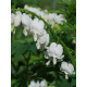Дицентра спектабилис Альба (Spectabilis Alba)