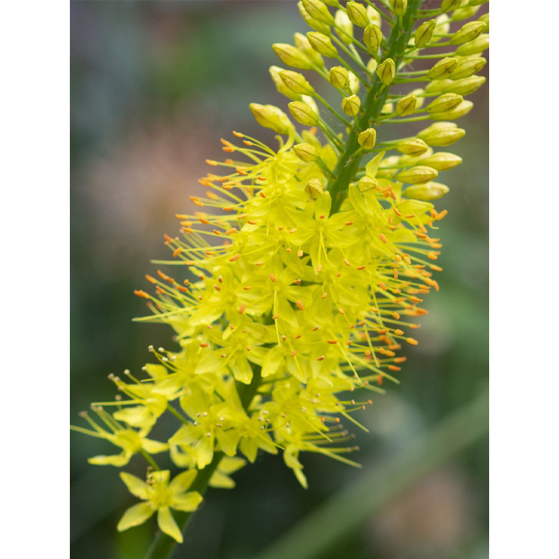 Эремурус Yellow