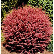 Барбарис Тунберга Pink Queen (С5 50-60 см)