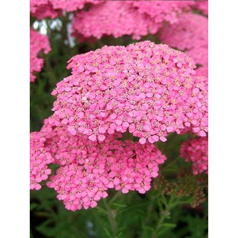 Ахиллея (Тысячелистник) Millefolium Lilac Beauty