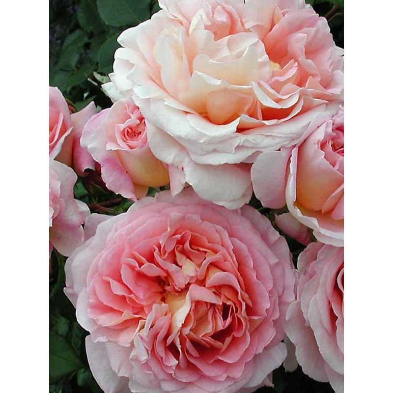 Троянда англійська Абрахам Дербі (Abraham Darby)