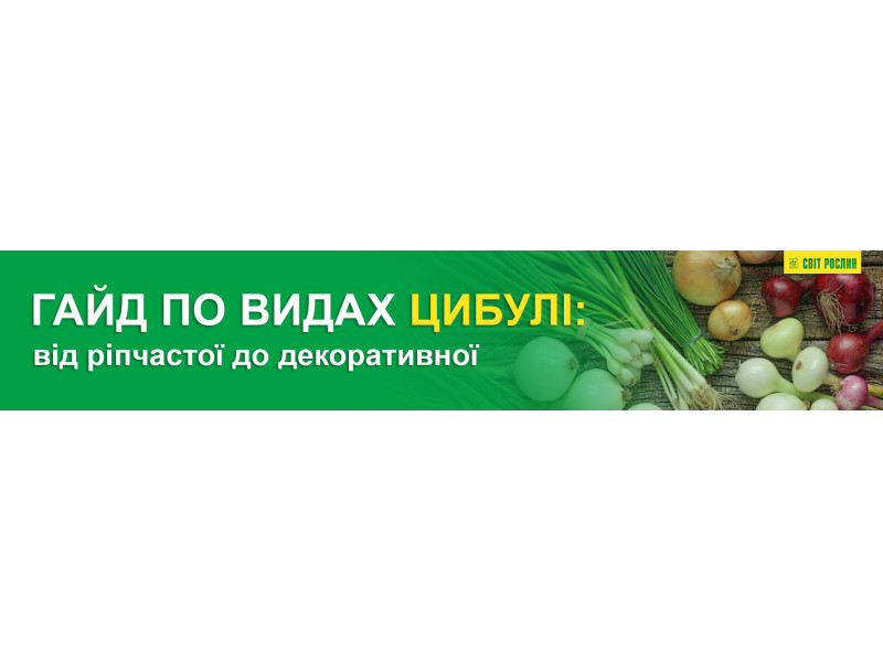 Гайд по видах цибулі: від ріпчастої до декоративної