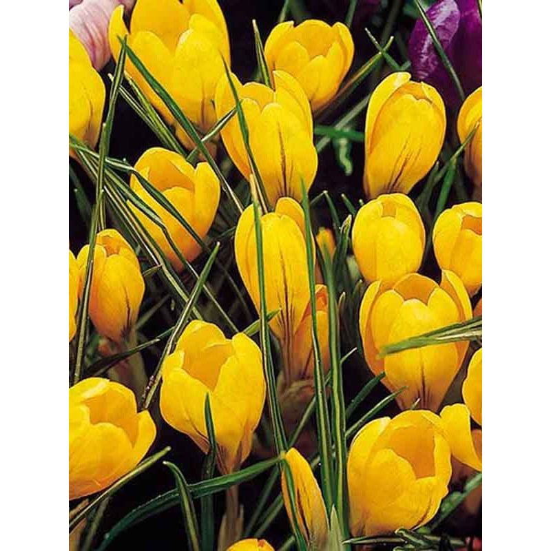 Крокус великоквітковий Yellow Mammouth 