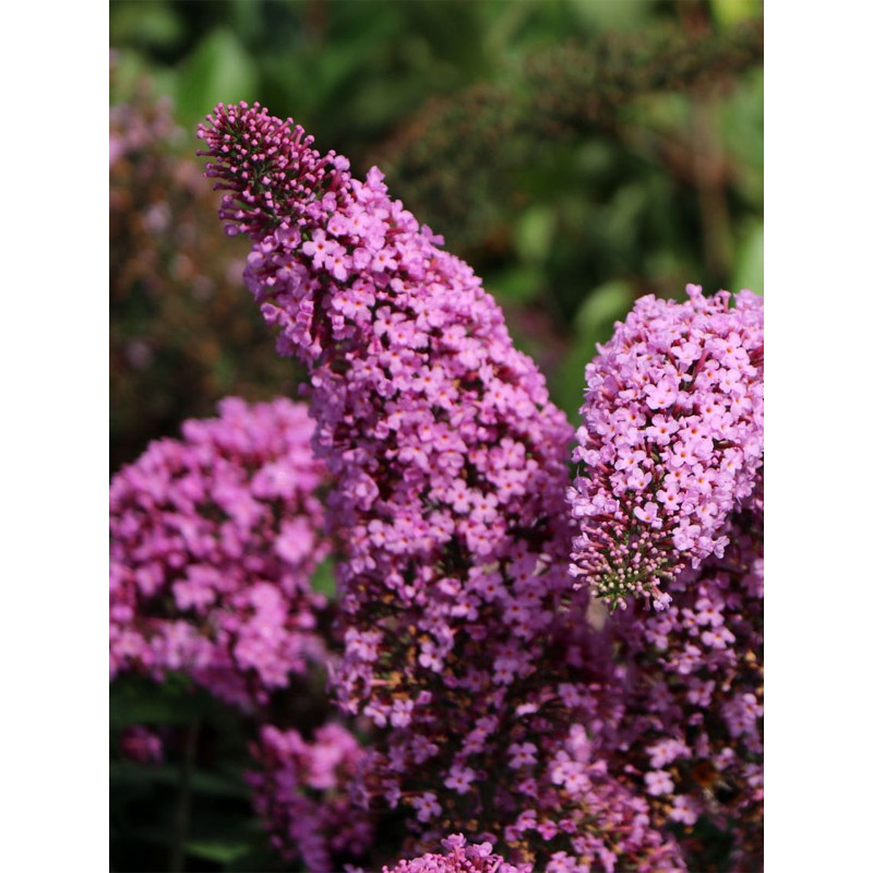 Будлея Pink Deligh С2