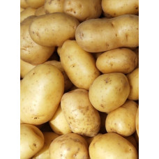 Картопля Бернадетт 1 кг (1 репродукція), фракція 40-60