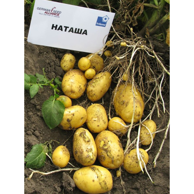 Насіннєва картопля Наталія рання 1 кг