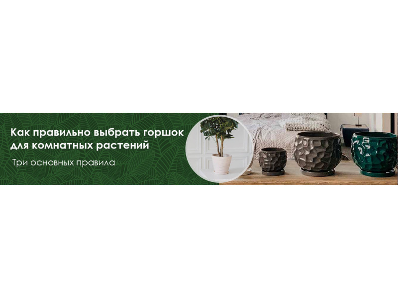 Як правильно вибрати горщик для кімнатних рослин? Три простих правила.