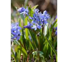 Пролісок Bifolia 4/5