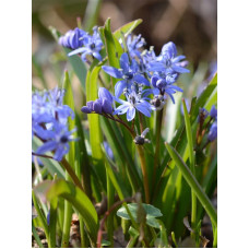 Пролісок Bifolia 4/5